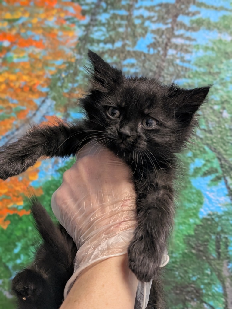 Shelter Stray Female Cat last seen Bexar County, New Braunfels, TX 78130