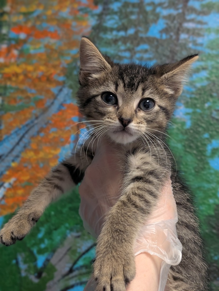 Shelter Stray Male Cat last seen Bexar County, New Braunfels, TX 78130