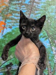 Shelter Stray Female Cat last seen Bexar County, New Braunfels, TX 78130