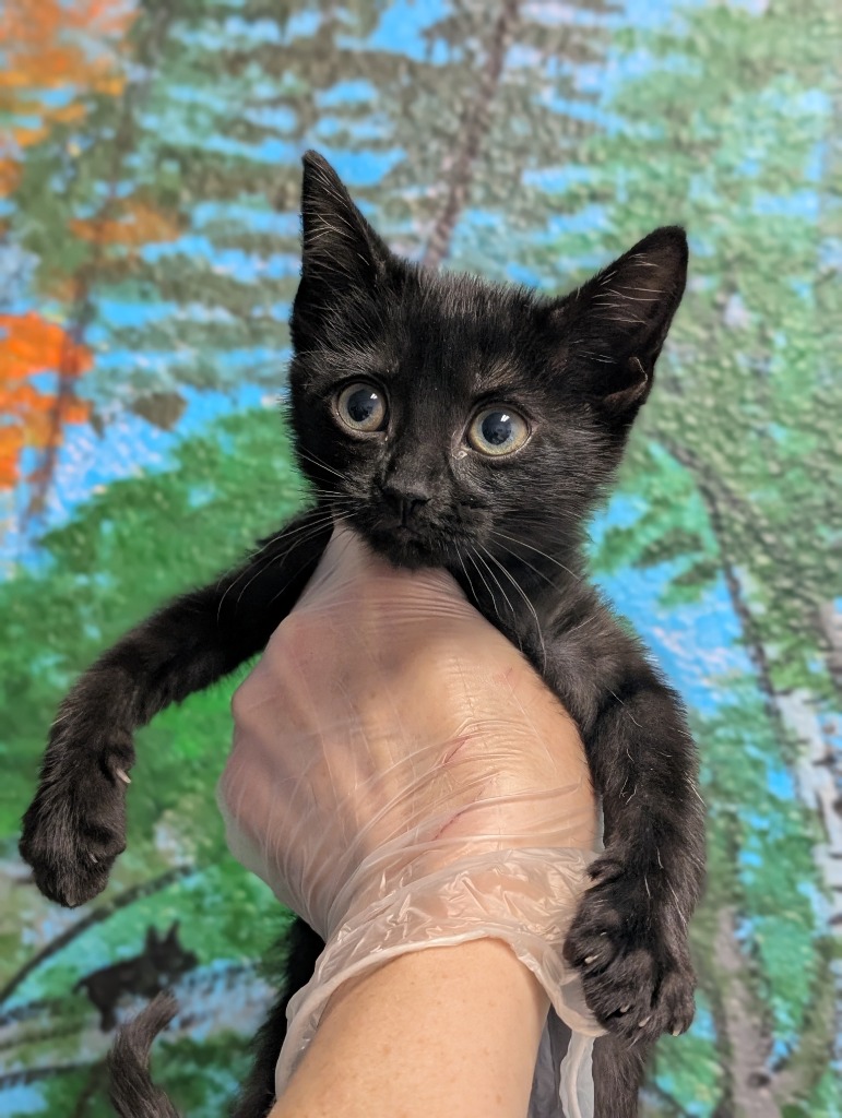 Shelter Stray Female Cat last seen Bexar County, New Braunfels, TX 78130
