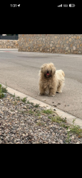Lost Male Dog last seen Charles Foster , El Paso, TX 79938
