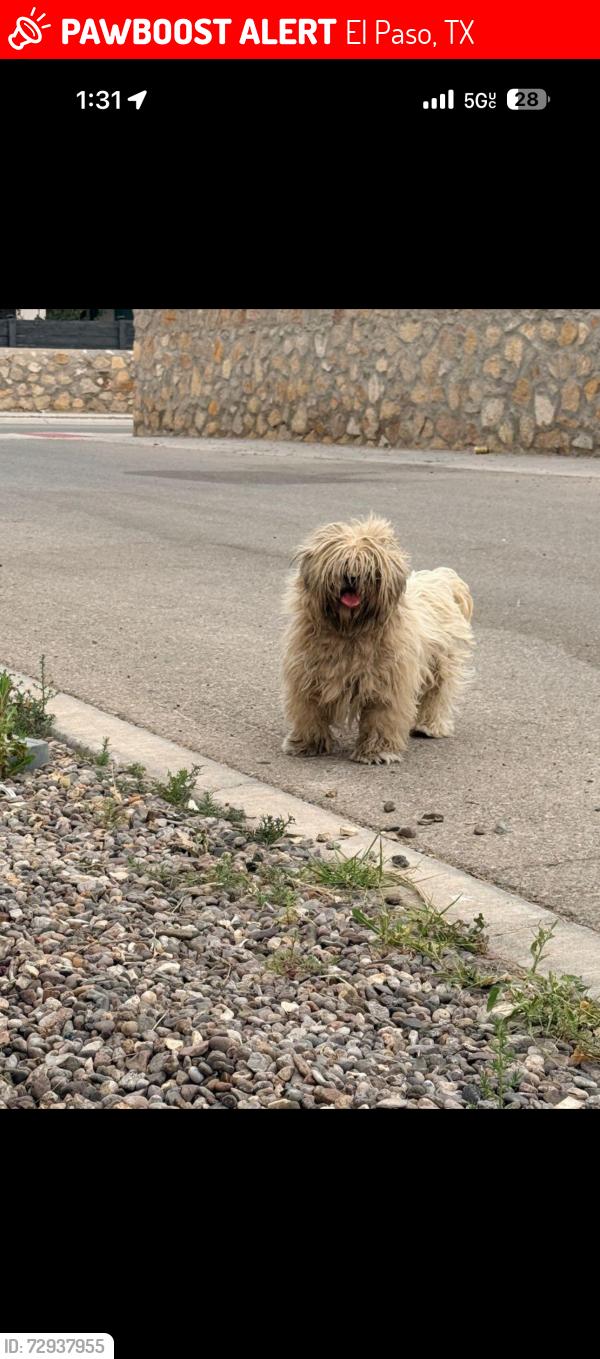 Lost Male Dog last seen Charles Foster , El Paso, TX 79938