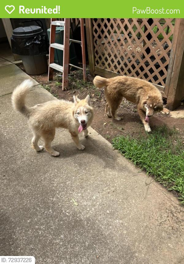 Reunited Unknown Dog last seen Hwy 155, Henry County, GA 30253