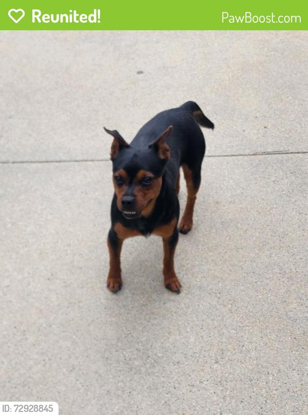 Reunited Male Dog last seen magill and chestynut, Fresno, CA 93710