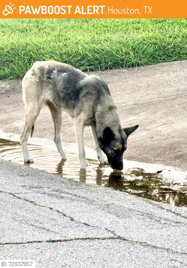 Found/Stray Female Dog last seen Marietta ln, Houston, TX 77021