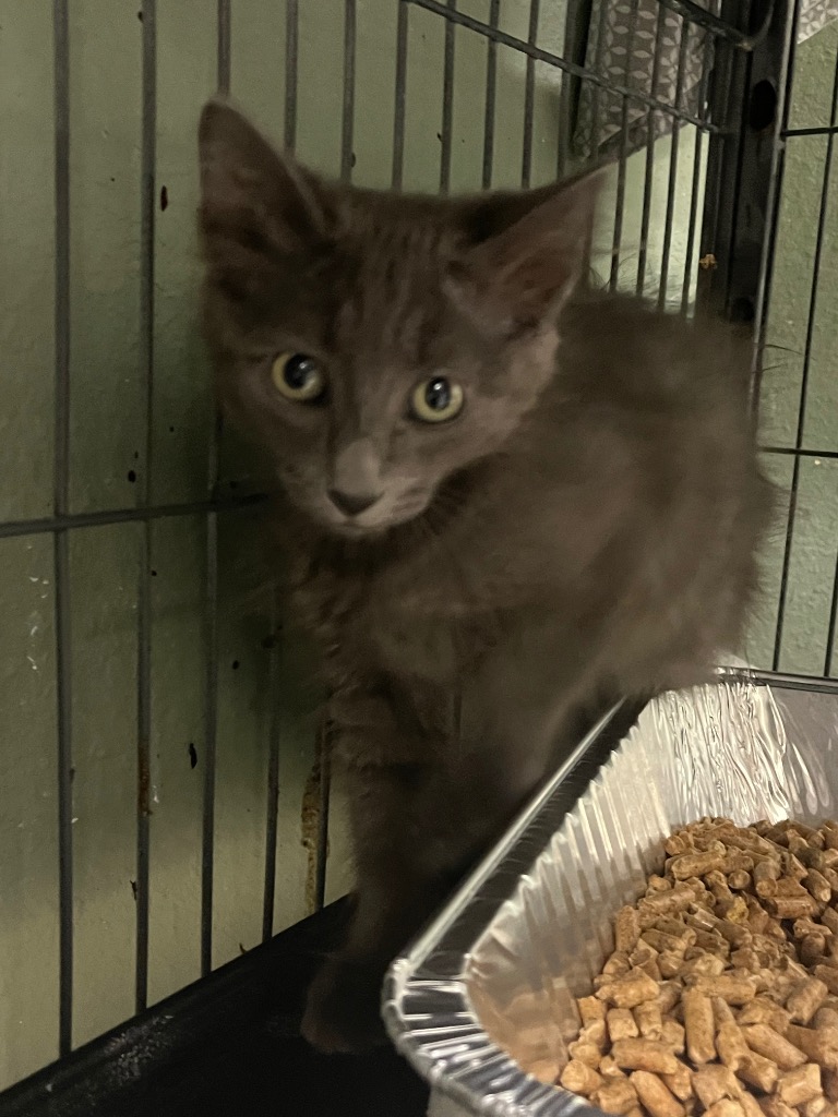 Shelter Stray Female Cat last seen Bexar County, New Braunfels, TX 78130