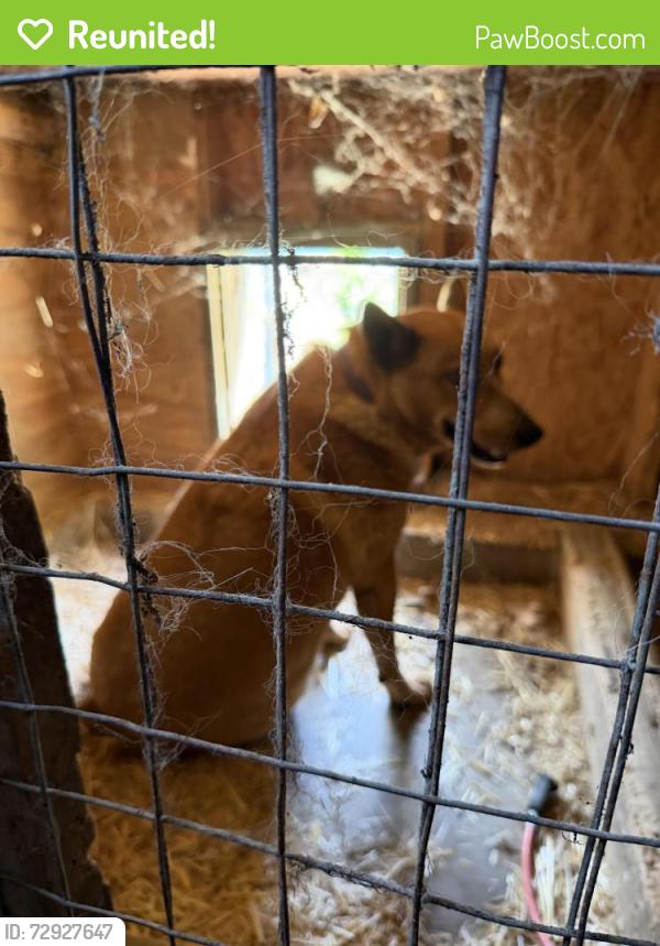 Reunited Male Dog last seen Oxford Road, Mulvane, KS 67110