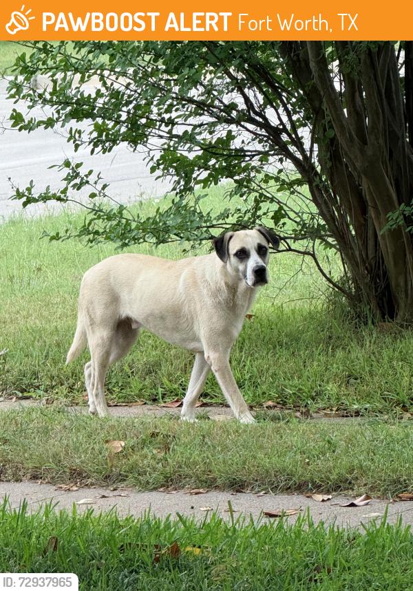 Found/Stray Male Dog last seen Rand st and Martha, Fort Worth, TX 76103