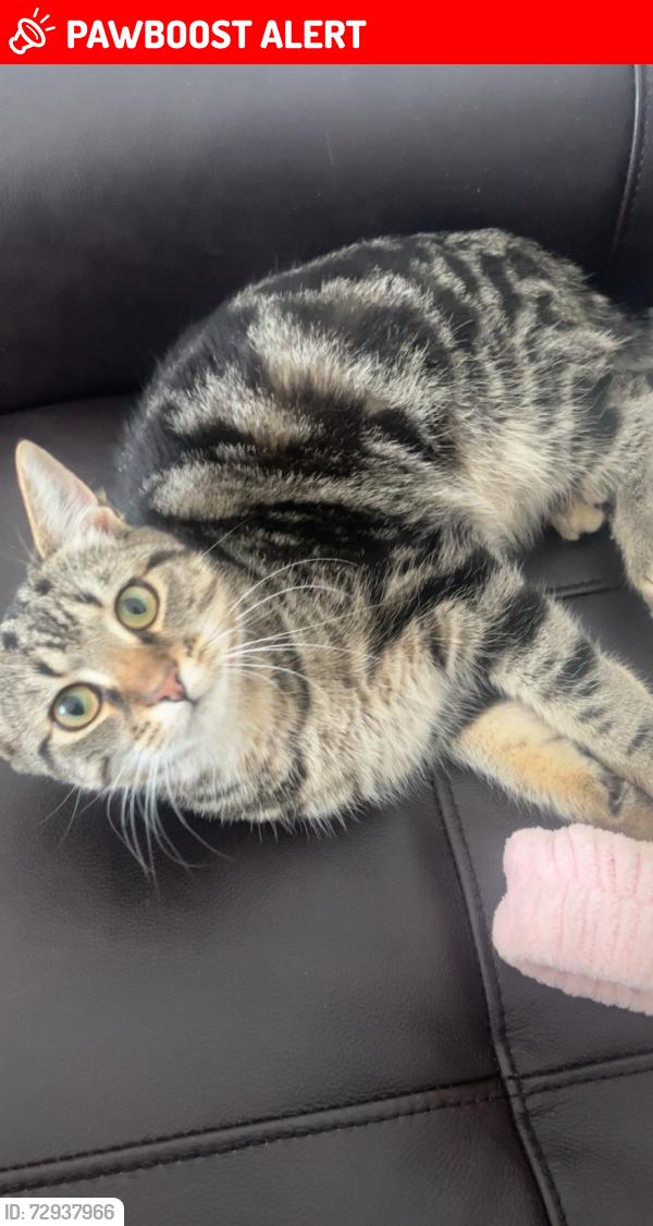 Lost Male Cat last seen Near rue lemay, Trois-Rivières, QC G9B 1V3
