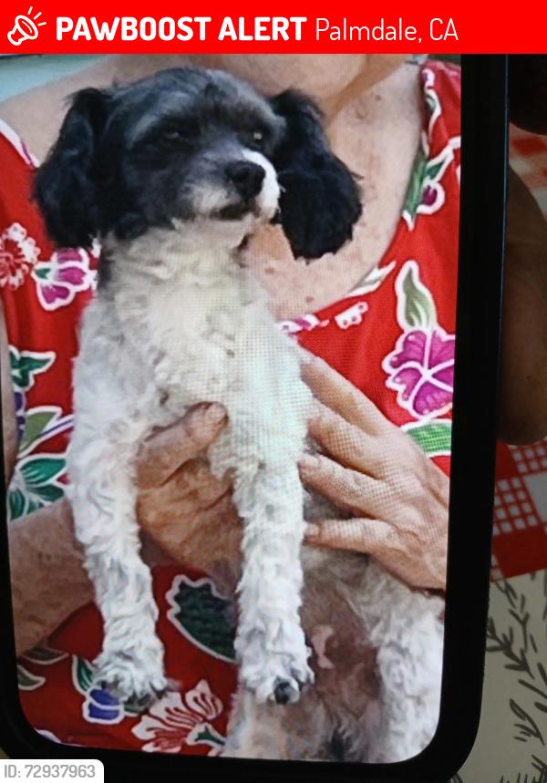 Lost Male Dog last seen Q6 Q4 calle33 east Palmdale ca, Palmdale, CA 93550