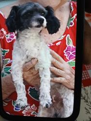 Lost Male Dog last seen Q6 Q4 calle33 east Palmdale ca, Palmdale, CA 93550