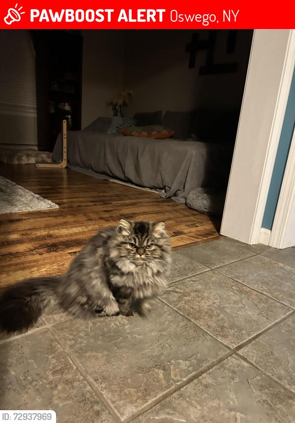 Lost Female Cat last seen County Rte 104, Oswego, NY 13126