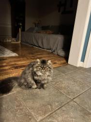 Lost Female Cat last seen County Rte 104, Oswego, NY 13126