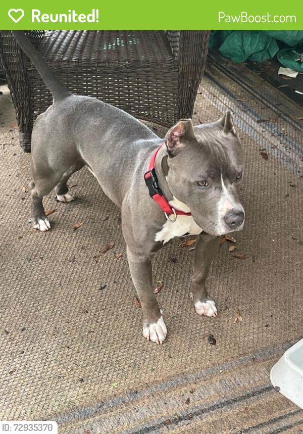Reunited Male Dog last seen Bear terra mobile Al , Mobile, AL 36602