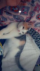 Lost Female Cat last seen Point pleasant drive and leap road, Hilliard, OH 43026