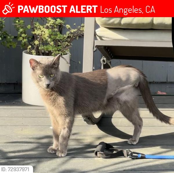 Lost Male Cat last seen MountainView and Stanwood, Los Angeles, CA 90066