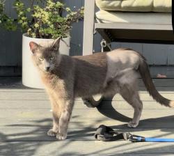 Lost Male Cat last seen MountainView and Stanwood, Los Angeles, CA 90066