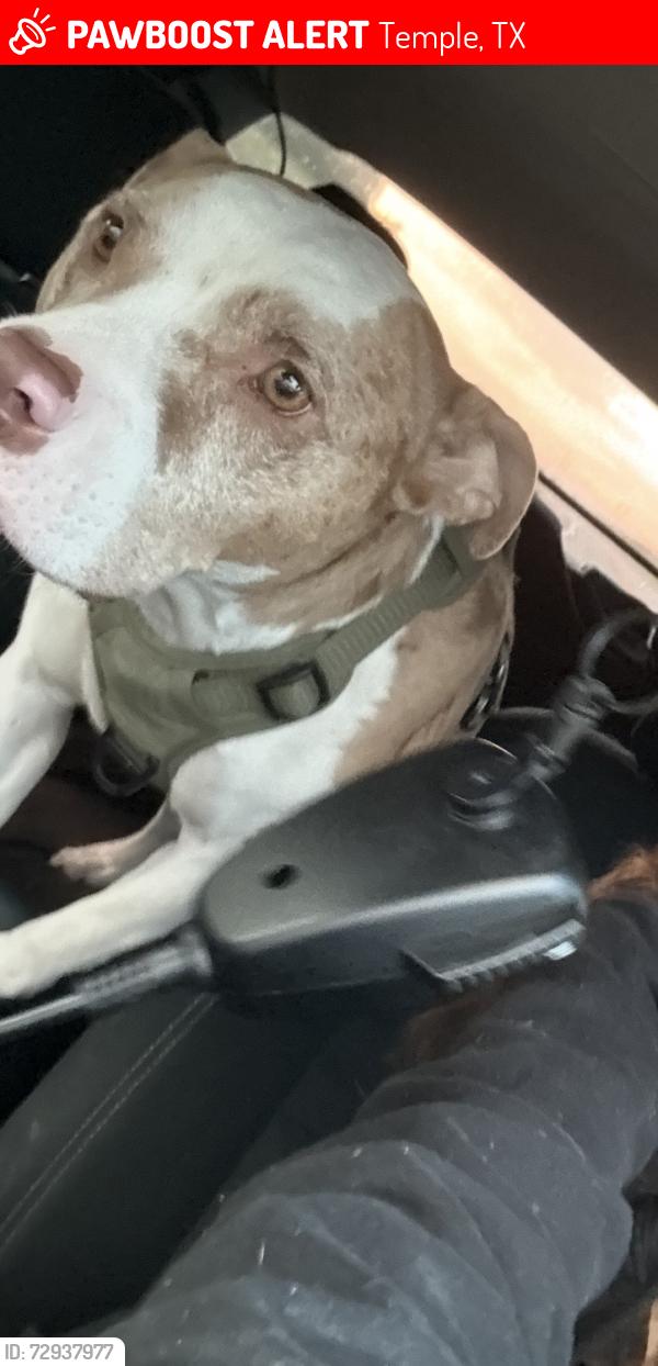 Lost Male Dog last seen 20th st , Temple, TX 76501