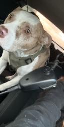 Lost Male Dog last seen 20th st , Temple, TX 76501