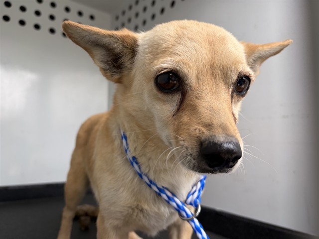 Shelter Stray Female Dog last seen Near BLK P ST, BAKERSFIELD, CA, Bakersfield, CA 93307
