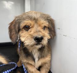 Shelter Stray Male Dog last seen Near BLK P ST, BAKERSFIELD, CA, Bakersfield, CA 93307