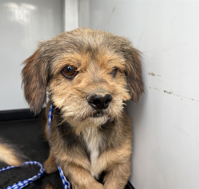 Shelter Stray Male Dog last seen Near BLK P ST, BAKERSFIELD, CA, Bakersfield, CA 93307