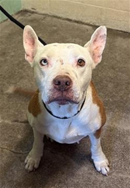 Shelter Stray Female Dog last seen IVY ST & HARRIS AVE, Sacramento, CA 95818