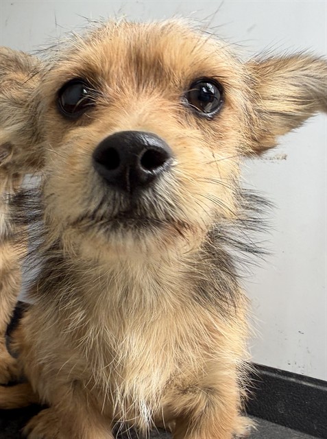 Shelter Stray Male Dog last seen Near BLK P ST, BAKERSFIELD, CA, Bakersfield, CA 93307