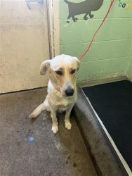 Shelter Stray Male Dog last seen JOHN STILL DR & 22ND ST, Sacramento, CA 95818