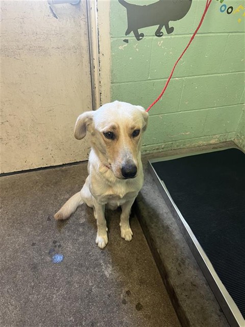 Shelter Stray Male Dog last seen JOHN STILL DR & 22ND ST, Sacramento, CA 95818
