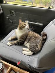 Lost Male Cat last seen Birchfalls & Wickershire, Raleigh, NC 27614