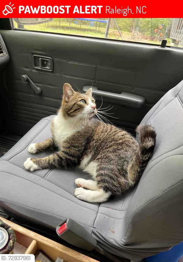 Lost Male Cat last seen Birchfalls & Wickershire, Raleigh, NC 27614
