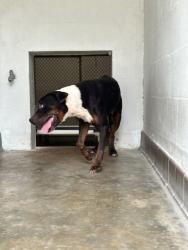 Shelter Stray Female Dog last seen , Sanford, FL 32773
