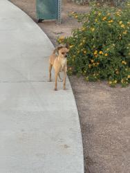 Found/Stray Male Dog last seen McCombs , El Paso, TX 79924