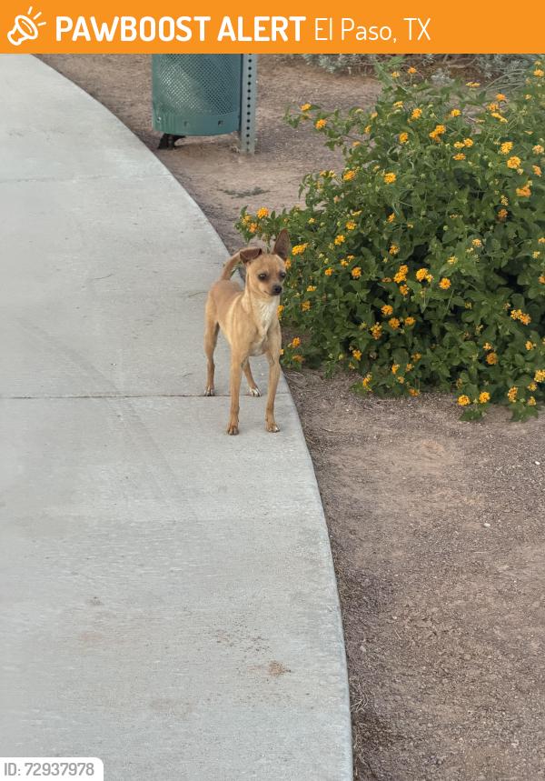 Found/Stray Male Dog last seen McCombs , El Paso, TX 79924