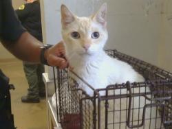 Shelter Stray Male Cat last seen AUBURN BLVD/GREENBACK LN, CITRUS HEIGHTS CA 95621, Sacramento, CA 95827