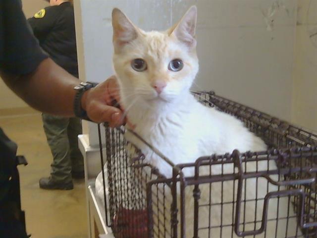 Shelter Stray Male Cat last seen AUBURN BLVD/GREENBACK LN, CITRUS HEIGHTS CA 95621, Sacramento, CA 95827