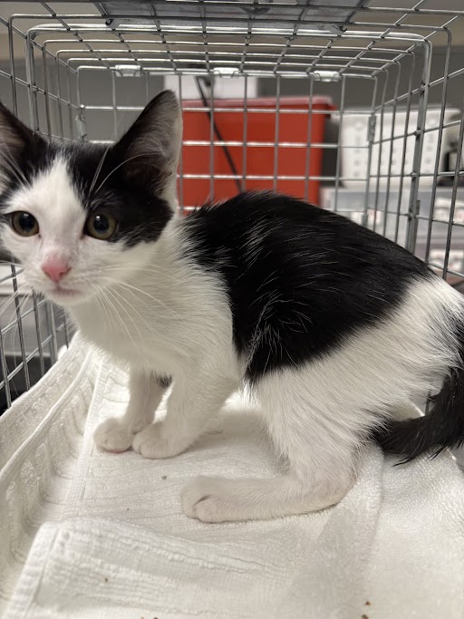 Shelter Stray Female Cat last seen Near BLOCK E PATRICK LN, LAS VEGAS NV 89120, Las Vegas, NV 89101