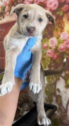 Shelter Stray Female Dog last seen W PEACH ST X KIPPY DR, San Bernardino, CA 92401