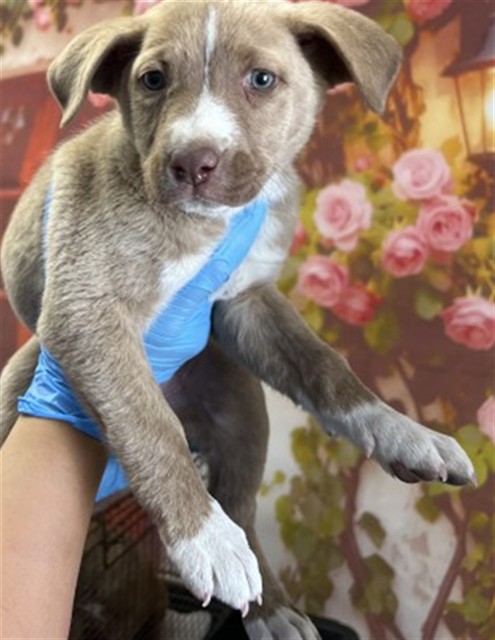 Shelter Stray Female Dog last seen W PEACH ST X KIPPY DR, San Bernardino, CA 92401