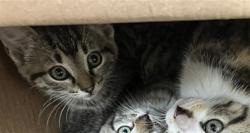 Shelter Stray Unknown Cat last seen Near BLOCK E PAWNEE AVE, WICHITA KS 67211, Wichita, KS 67219