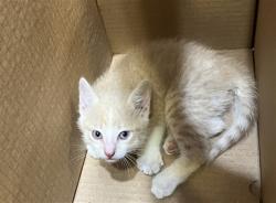 Shelter Stray Unknown Cat last seen Near BLOCK S MERIDIAN AVE, WICHITA KS 67217, Wichita, KS 67219