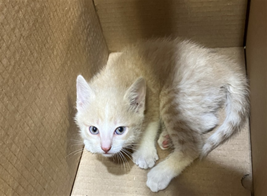 Shelter Stray Unknown Cat last seen Near BLOCK S MERIDIAN AVE, WICHITA KS 67217, Wichita, KS 67219