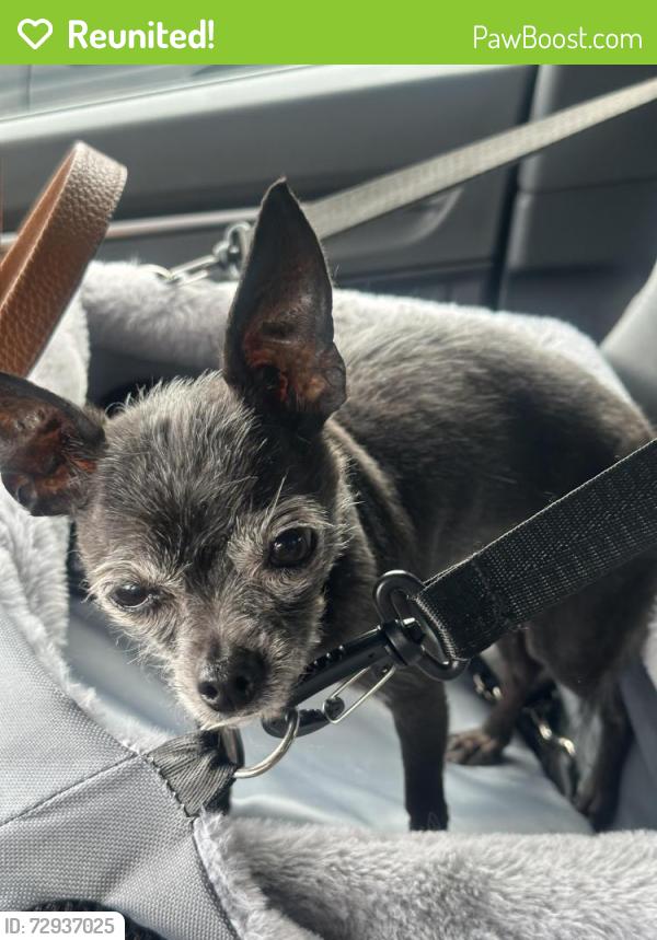 Reunited Female Dog last seen Thornton Grove Boulevard & Brick Church Pike, Nashville, TN 37207
