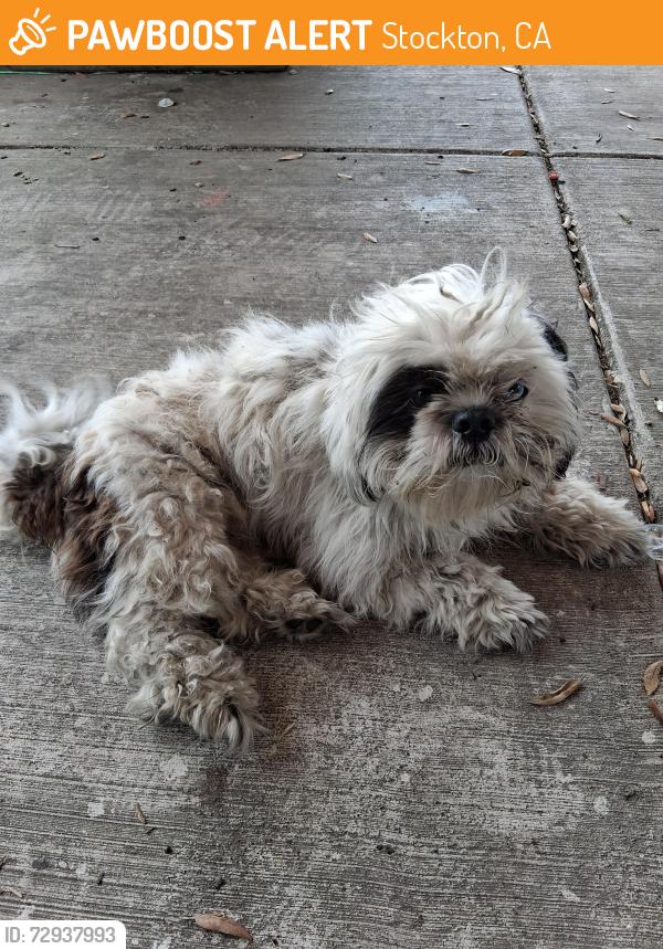 Found/Stray Male Dog last seen El Dorado and 8th st, Stockton, CA 95206