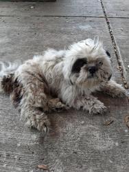 Found/Stray Male Dog last seen El Dorado and 8th st, Stockton, CA 95206