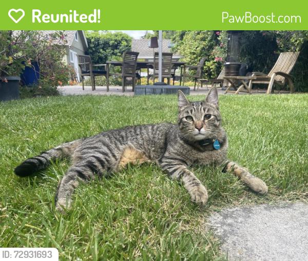 Reunited Male Cat last seen Oakdrive/ 9th Ave, Menlo Park, CA 94025