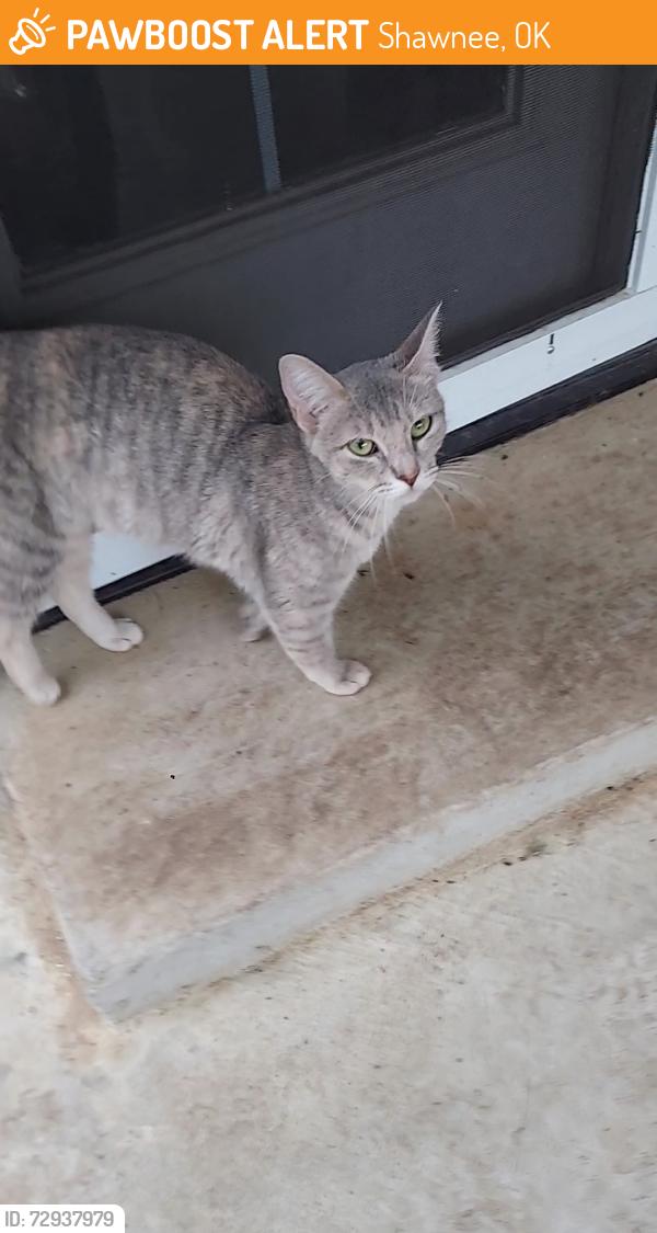 Found/Stray Female Cat last seen Windmill Ridge , Shawnee, OK 74804