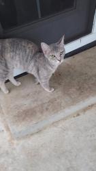 Found/Stray Female Cat last seen Windmill Ridge , Shawnee, OK 74804