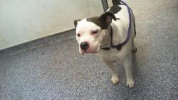 Shelter Stray Female Dog last seen PINEVILLE, Charlotte, NC 28217